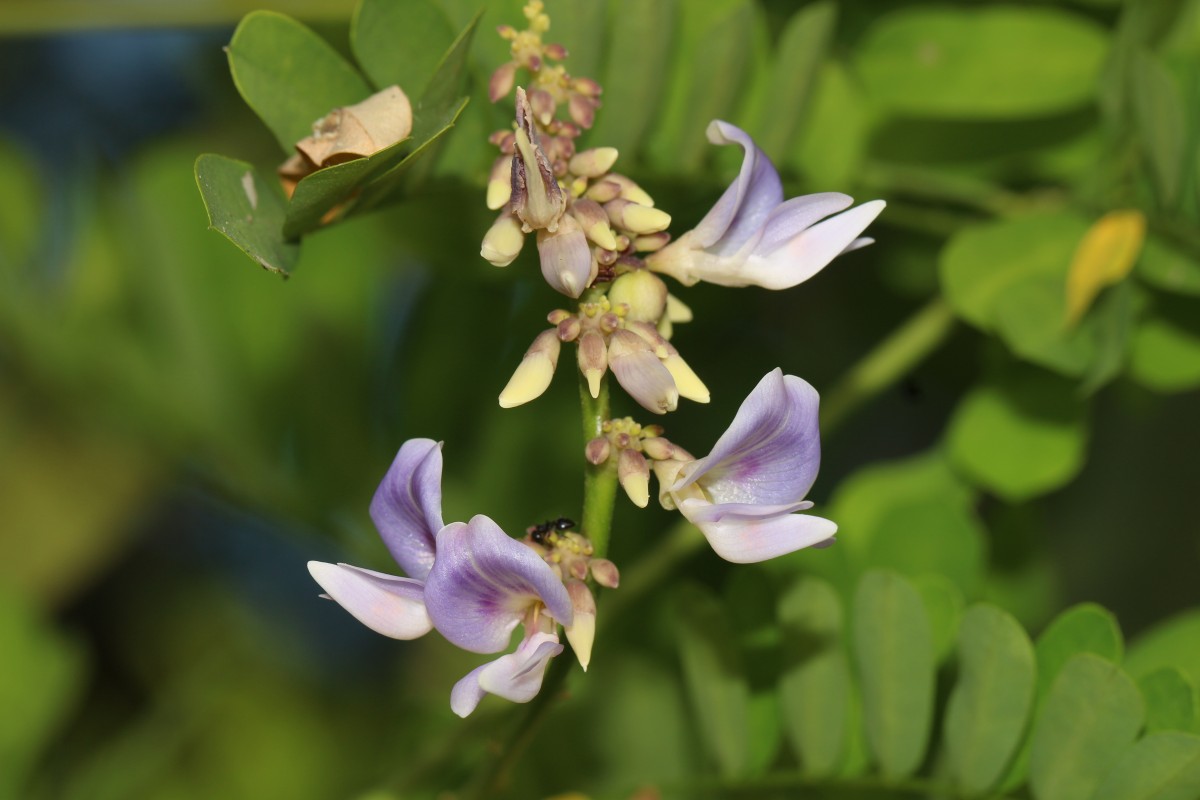 Abrus precatorius L.